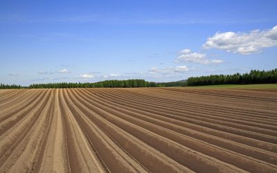 Erbschaftsteuer: Land- und Forstwirtschaft