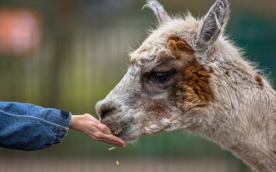 Abgrenzung bei Liebhaberei (Alpakazucht)